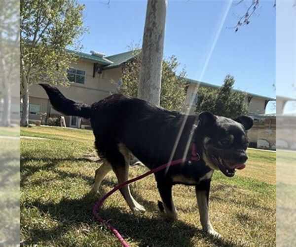 Medium Photo #1 German Shepherd Dog-Unknown Mix Puppy For Sale in Riverside, CA, USA