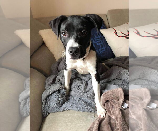 Medium Photo #21 Mutt Puppy For Sale in Derwood, MD, USA