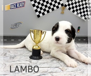 Saint Berdoodle-Shepadoodle Mix Puppy for sale in MILLVILLE, MN, USA