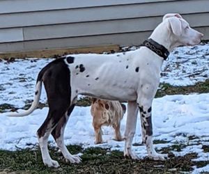 Great Dane Puppy for sale in WOOSTER, OH, USA