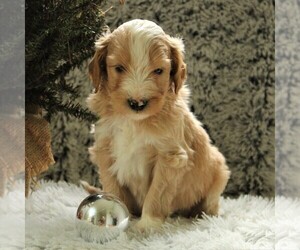 Goldendoodle-Poodle (Miniature) Mix Puppy for sale in KINZERS, PA, USA