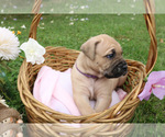 Small #5 Cane Corso