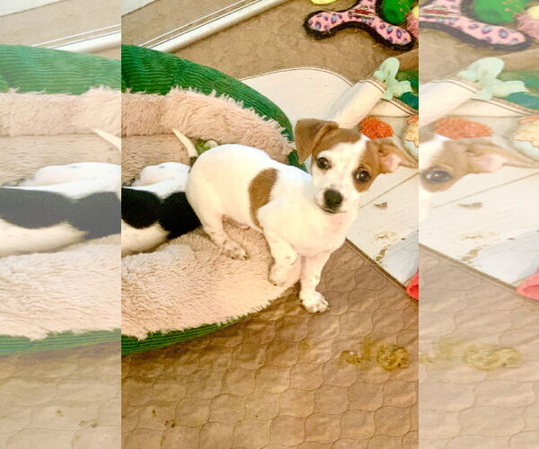 Medium Photo #2 Jack Chi Puppy For Sale in Santa Clarita, CA, USA