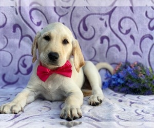 Labrador Retriever Puppy for sale in LANCASTER, PA, USA