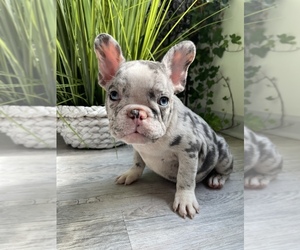 French Bulldog Puppy for sale in CUMMING, GA, USA