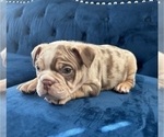 Small Photo #3 English Bulldog Puppy For Sale in ANCHORAGE, AK, USA