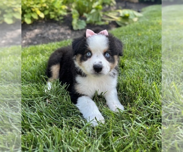 Medium Photo #3 Miniature Australian Shepherd Puppy For Sale in NOBLESVILLE, IN, USA
