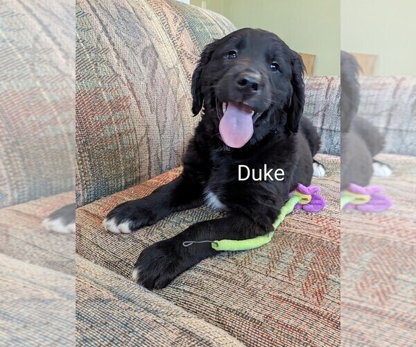 Medium Photo #1 Golden Mountain Dog Puppy For Sale in PLYMOUTH, ME, USA