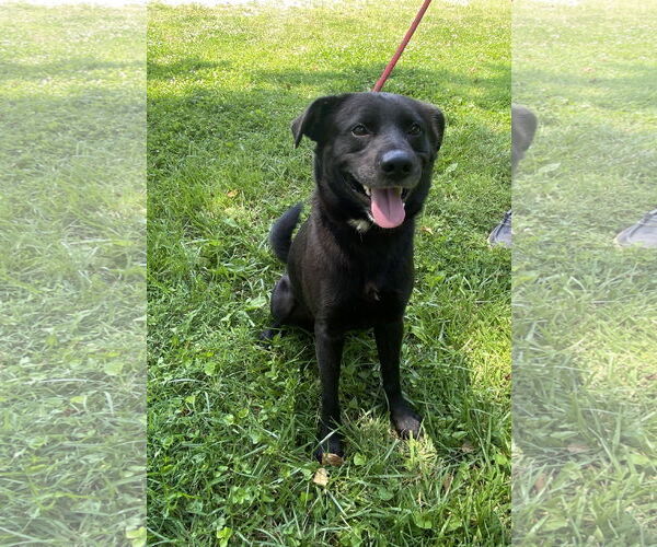 Medium Photo #1 Labrador Retriever-Unknown Mix Puppy For Sale in Sparta, TN, USA