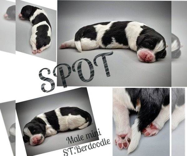 Medium Photo #3 Poodle (Miniature)-Saint Berdoodle Mix Puppy For Sale in MILLVILLE, MN, USA