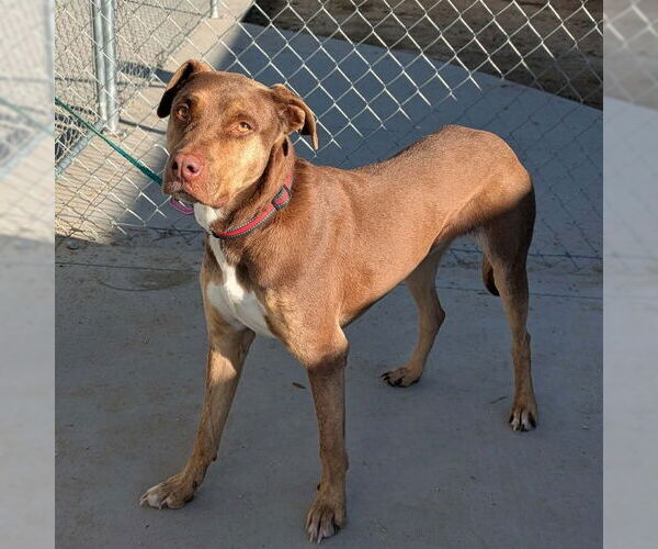 Medium Photo #1 Catahoula Leopard Dog-Unknown Mix Puppy For Sale in Las Vegas, NV, USA