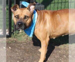 American Staffordshire Terrier-Unknown Mix Dogs for adoption in San Antonio, TX, USA