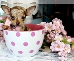 Small #15 Chihuahua