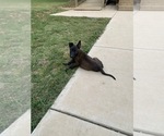 Litter of 4 - Female Belgian MalinoisLitter of Puppies for Sale - Small photo