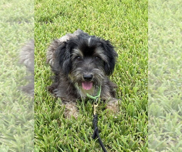 Medium Photo #2 Shih Tzu-Unknown Mix Puppy For Sale in San Leon, TX, USA