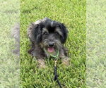 Small #1 Shih Tzu Mix