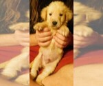 Small Photo #22 Golden Retriever Puppy For Sale in IDAHO SPRINGS, CO, USA