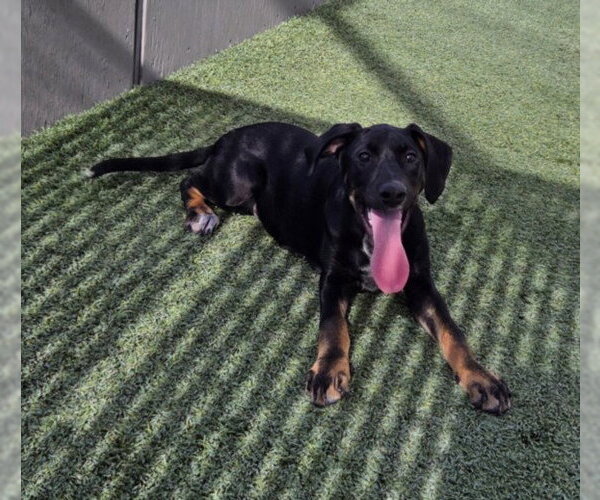 Medium Photo #2 German Shepherd Dog-Unknown Mix Puppy For Sale in Norco, CA, USA