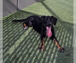 Small Photo #2 German Shepherd Dog-Unknown Mix Puppy For Sale in Norco, CA, USA