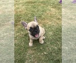 Puppy Foxy French Bulldog