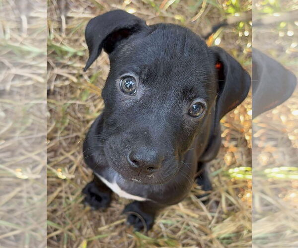 Medium Photo #3 Black Mouth Cur-Labrador Retriever Mix Puppy For Sale in Alexander, AR, USA