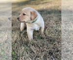 Small Photo #7 Labrador Retriever Puppy For Sale in CROSSVILLE, TN, USA