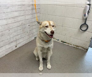 Siberian Husky Dogs for adoption in San Bernardino, CA, USA