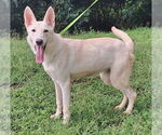Small #3 white german shepherd Mix