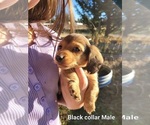 Puppy Black Collar Dachshund