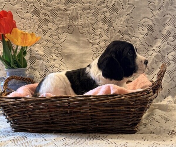Medium Photo #2 English Springer Spaniel Puppy For Sale in OWEN, WI, USA