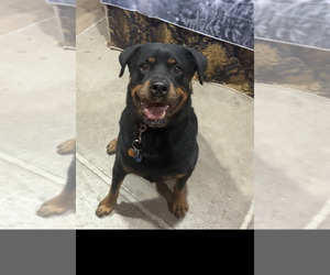 Luke 2021 - Male Rottweiler Dog for Adoption - Photo #6