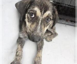 CHRISSY - Female Plott Hound-Unknown Mix Dog for Adoption - Photo #2