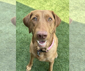 Labrador Retriever-Unknown Mix Dogs for adoption in Fort Worth, TX, USA