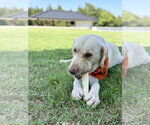 Small #2 Labrador Retriever