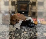 Small #3 Rhodesian Ridgeback