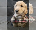 Puppy Dk Blue Golden Retriever