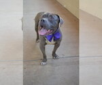 Small #1 American Pit Bull Terrier Mix
