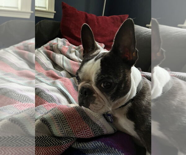 Medium Photo #3 Boston Terrier Puppy For Sale in Oak Bluffs, MA, USA