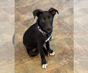 Labrador Retriever-Unknown Mix Dogs for adoption in MECHANICSBURG, PA, USA