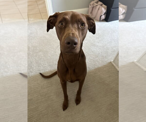Medium Photo #2 Mutt Puppy For Sale in McKinney, TX, USA