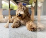 Small Photo #5 Goldendoodle Puppy For Sale in LAGUNA HILLS, CA, USA