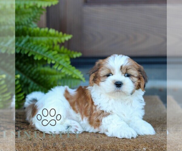 Medium Photo #3 Shih Tzu Puppy For Sale in MORGANTOWN, PA, USA