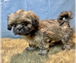 Small Photo #8 Shih Tzu Puppy For Sale in PARSONS, KS, USA