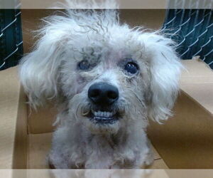 Medium Poodle (Miniature)