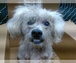 Small Poodle (Miniature)