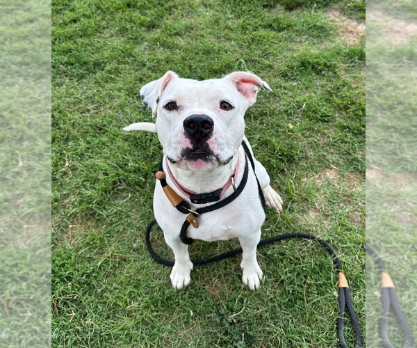 Medium Photo #5 Mutt Puppy For Sale in Evansville, IN, USA