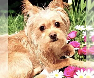 Medium Cairn Terrier Mix