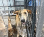 Small #3 Carolina Dog-Labrador Retriever Mix