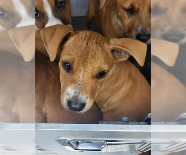 Medium Photo #1 Boxer Puppy For Sale in San Antonio, TX, USA