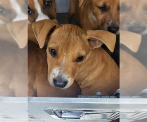 Boxer Dogs for adoption in San Antonio, TX, USA